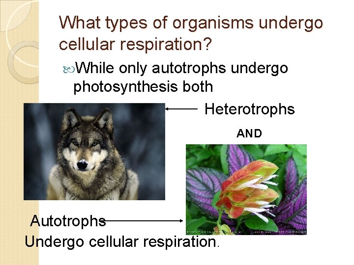 What types of organisms undergo cellular respiration? While only autotrophs undergo photosynthesis both Heterotrophs