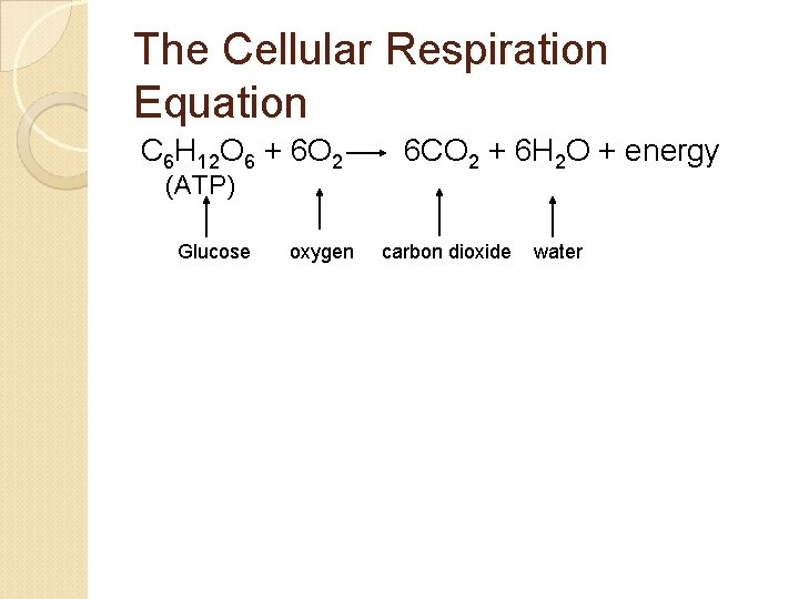 The Cellular Respiration Equation C 6 H 12 O 6 + 6 O 2