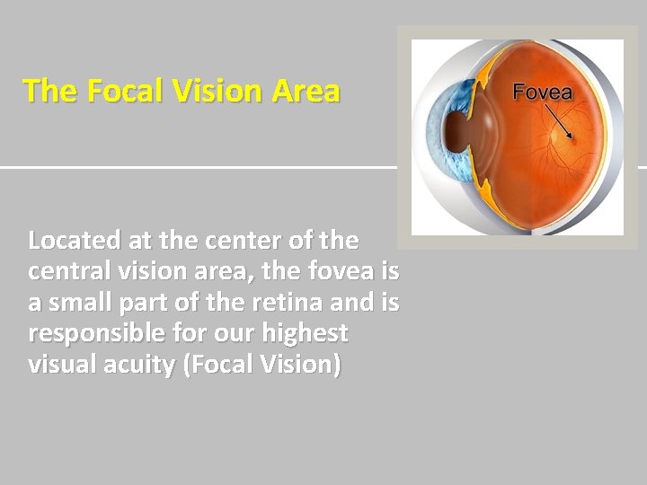 The Focal Vision Area Located at the center of the central vision area, the