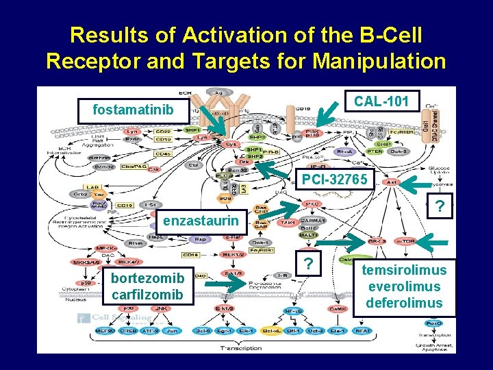 Results of Activation of the B-Cell Receptor and Targets for Manipulation CAL-101 fostamatinib PCI-32765