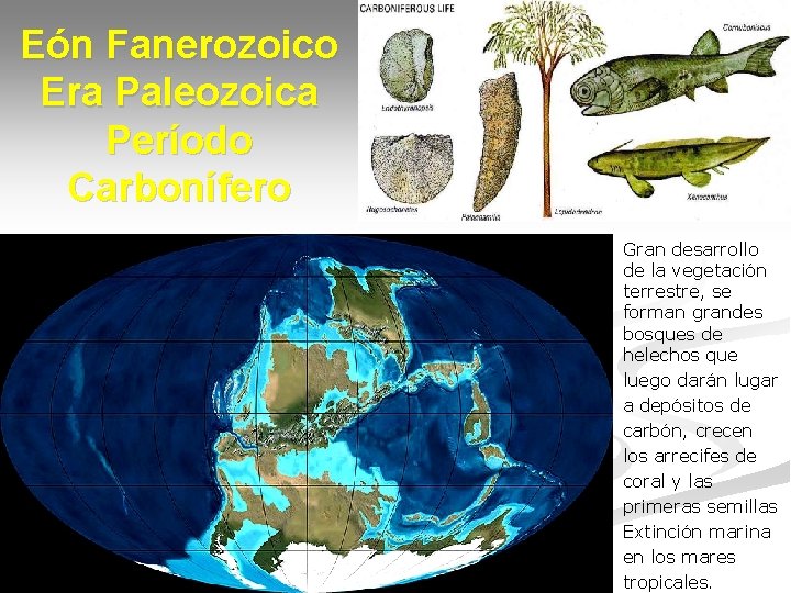 Eón Fanerozoico Era Paleozoica Período Carbonífero Gran desarrollo de la vegetación terrestre, se forman