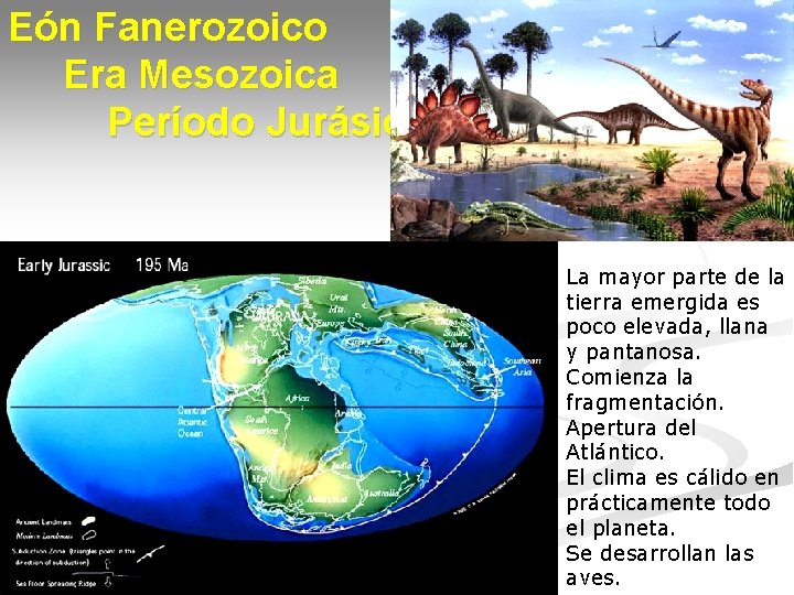 Eón Fanerozoico Era Mesozoica Período Jurásico La mayor parte de la tierra emergida es