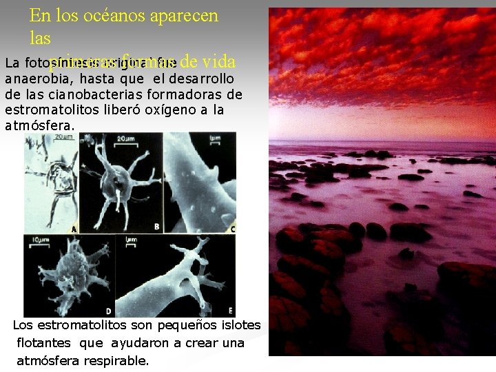 En los océanos aparecen las primeras formas de vida La fotosíntesis original fue anaerobia,