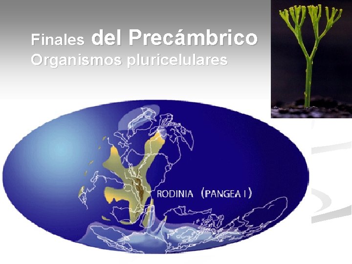 Finales del Precámbrico Organismos pluricelulares 