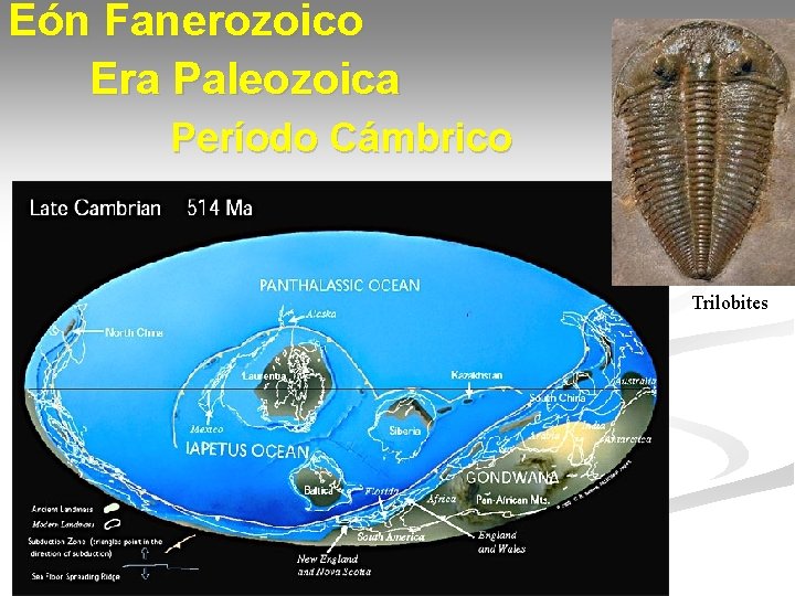 Eón Fanerozoico Era Paleozoica Período Cámbrico Trilobites 