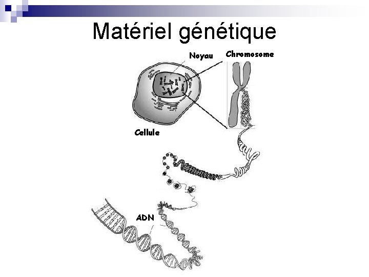 Matériel génétique Noyau Cellule ADN Chromosome 