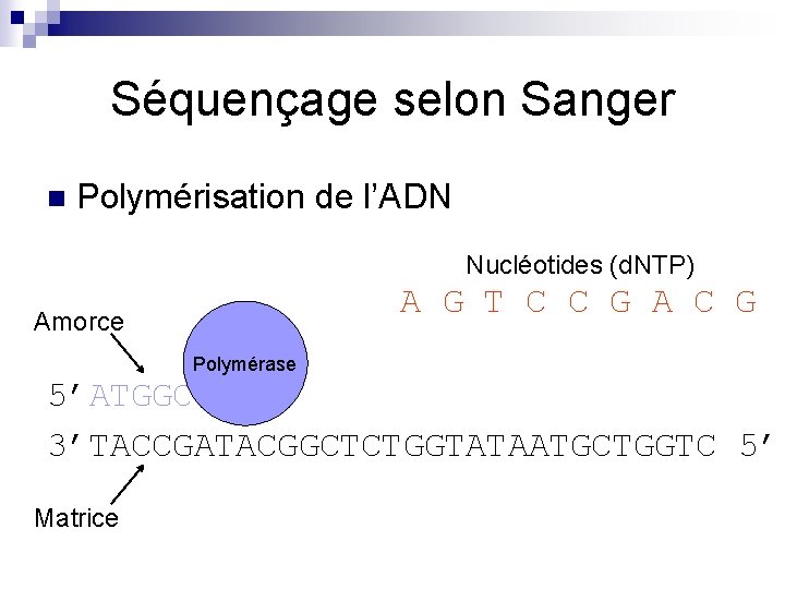 Séquençage selon Sanger n Polymérisation de l’ADN Nucléotides (d. NTP) A G T C