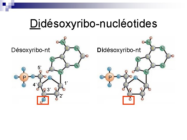Didésoxyribo-nucléotides Désoxyribo-nt Didésoxyribo-nt 5’ 4’ 1’ 3’ 2’ 