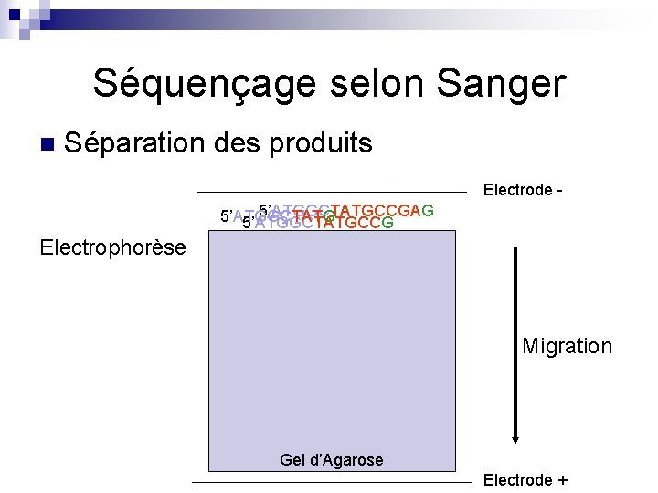 Séquençage selon Sanger n Séparation des produits Electrode 5’ATGGCTATGCCGAG 5’ATGGCTATGCCG Electrophorèse Migration Gel d’Agarose