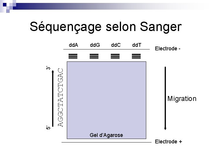 Séquençage selon Sanger dd. G dd. C AGGCTATCTGAC 5’ 3’ dd. A dd. T