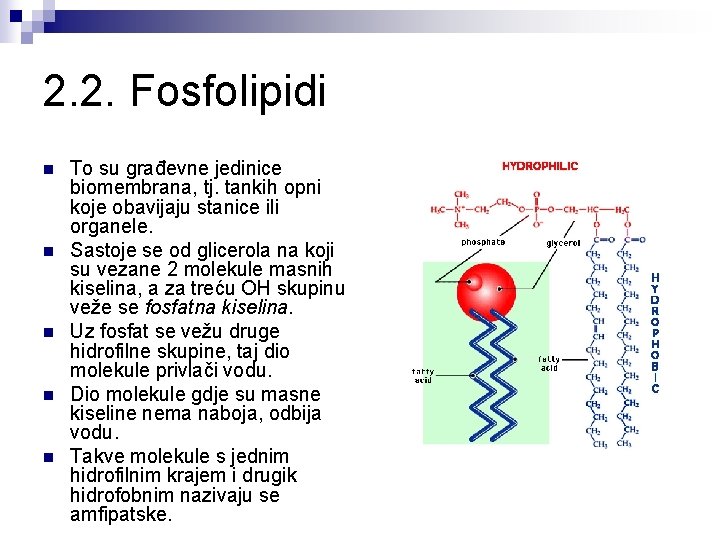 2. 2. Fosfolipidi n n n To su građevne jedinice biomembrana, tj. tankih opni