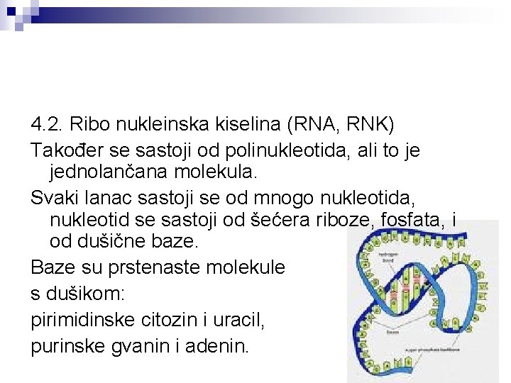 4. 2. Ribo nukleinska kiselina (RNA, RNK) Također se sastoji od polinukleotida, ali to