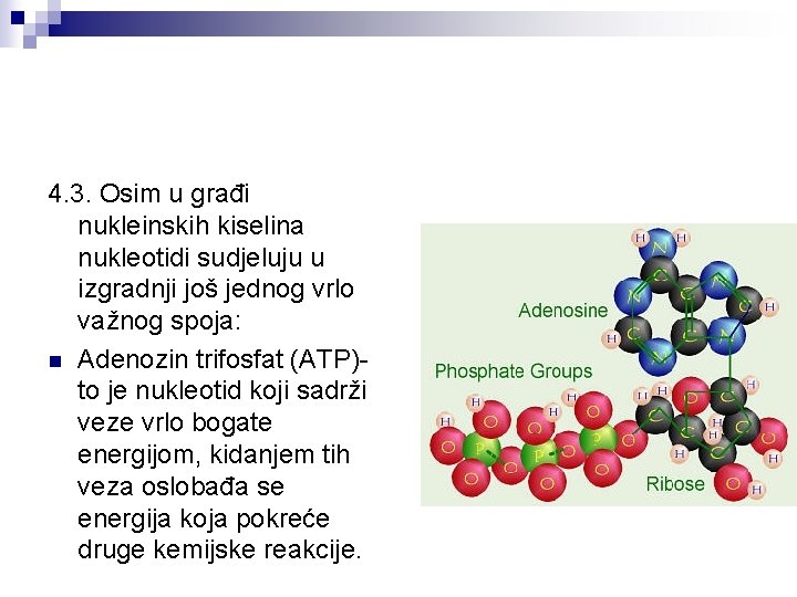 4. 3. Osim u građi nukleinskih kiselina nukleotidi sudjeluju u izgradnji još jednog vrlo