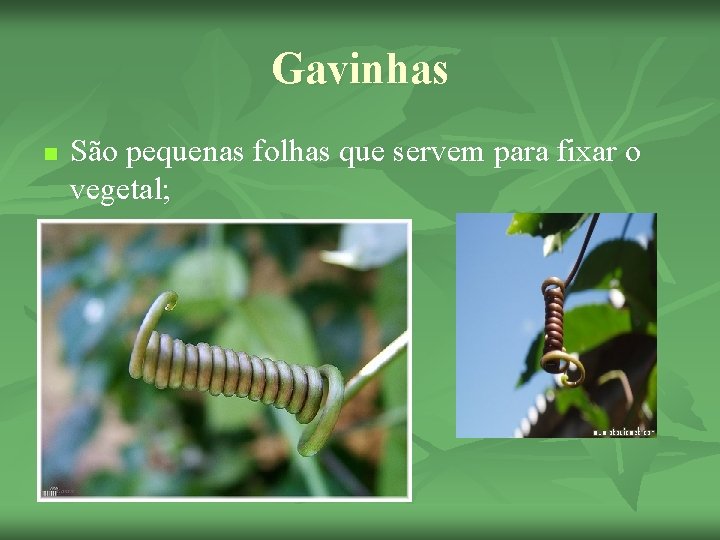 Gavinhas n São pequenas folhas que servem para fixar o vegetal; 