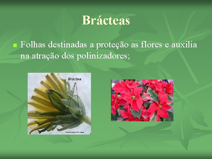 Brácteas n Folhas destinadas a proteção as flores e auxilia na atração dos polinizadores;