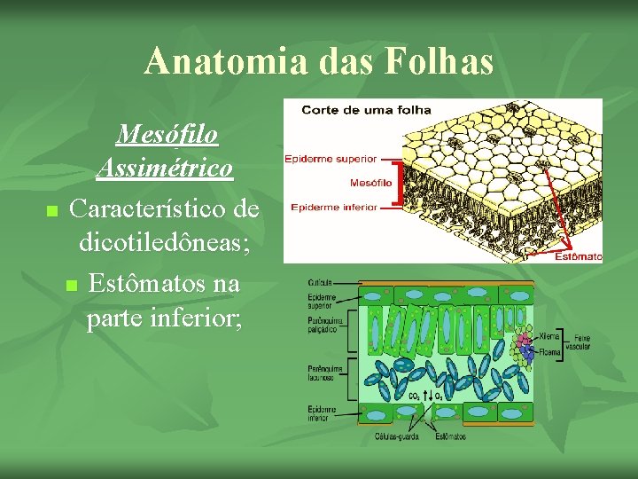 Anatomia das Folhas Mesófilo Assimétrico n Característico de dicotiledôneas; n Estômatos na parte inferior;