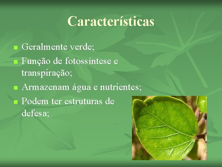 Características n n Geralmente verde; Função de fotossíntese e transpiração; Armazenam água e nutrientes;