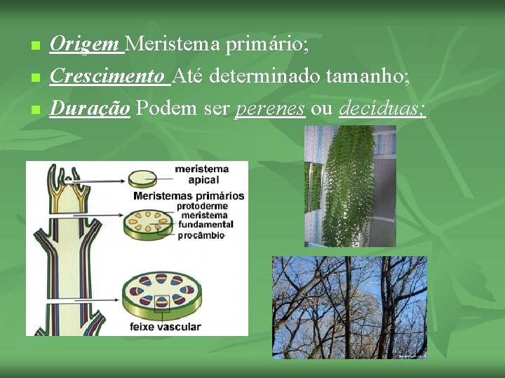 n n n Origem Meristema primário; Crescimento Até determinado tamanho; Duração Podem ser perenes