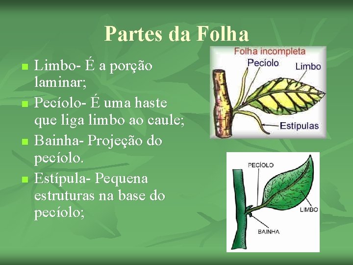 Partes da Folha n n Limbo- É a porção laminar; Pecíolo- É uma haste