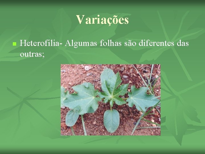 Variações n Heterofilia- Algumas folhas são diferentes das outras; 