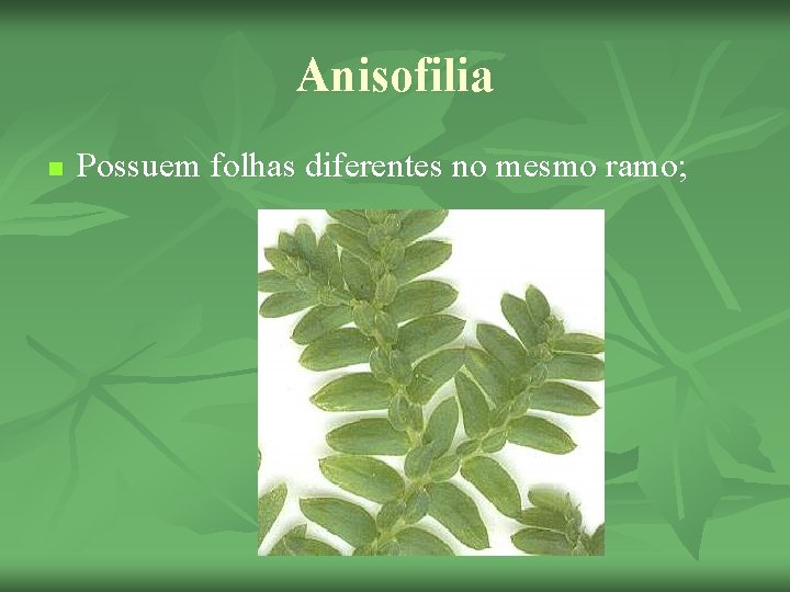 Anisofilia n Possuem folhas diferentes no mesmo ramo; 