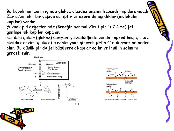 Bu kopolimer zarın içinde glukoz oksidaz enzimi hapsedilmiş durumdadır. Zar gözenekli bir yapıya sahiptir