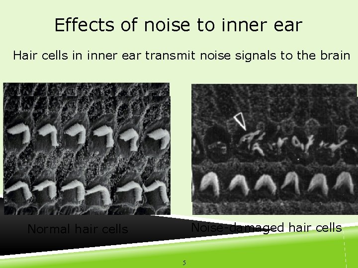 Effects of noise to inner ear Hair cells in inner ear transmit noise signals