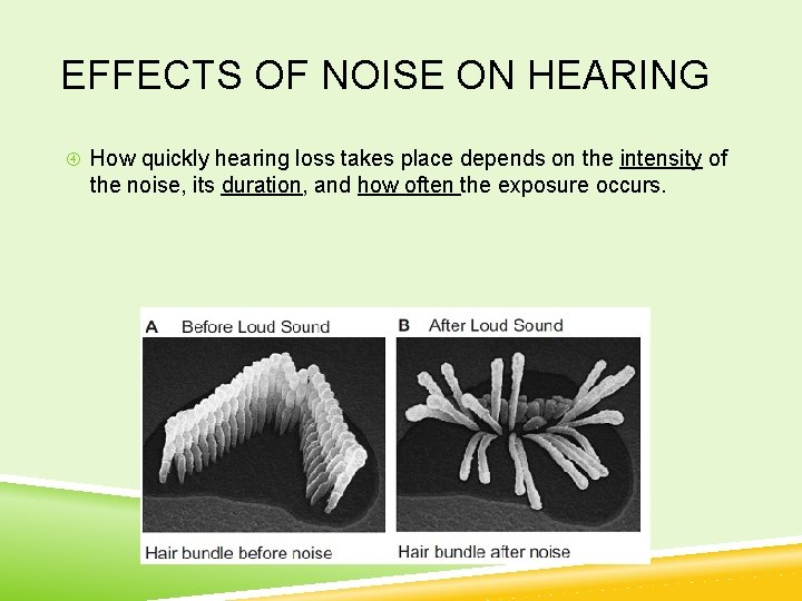 EFFECTS OF NOISE ON HEARING How quickly hearing loss takes place depends on the