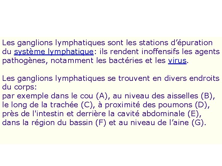 Les ganglions lymphatiques sont les stations d’épuration du système lymphatique: ils rendent inoffensifs les Les ganglions lymphatiques sont les stations d’épuration du système lymphatique: ils rendent inoffensifs les
