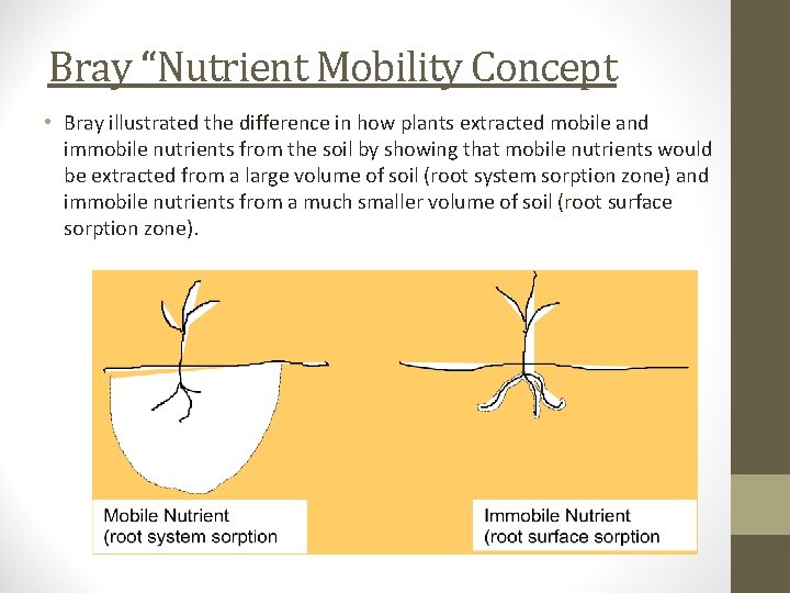 Bray “Nutrient Mobility Concept • Bray illustrated the difference in how plants extracted mobile