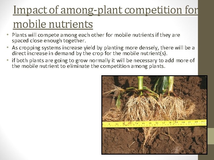 Impact of among-plant competition for mobile nutrients • Plants will compete among each other