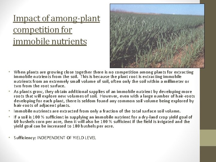 Impact of among-plant competition for immobile nutrients • When plants are growing close togethere