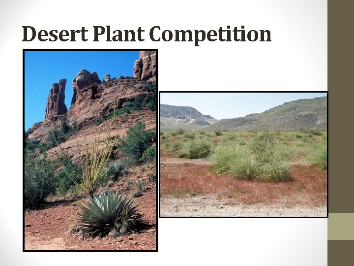 Desert Plant Competition 