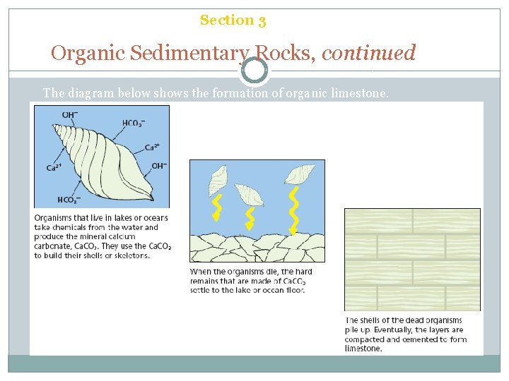 Chapter 6 Section 3 Sedimentary Rock Organic Sedimentary Rocks, continued The diagram below shows