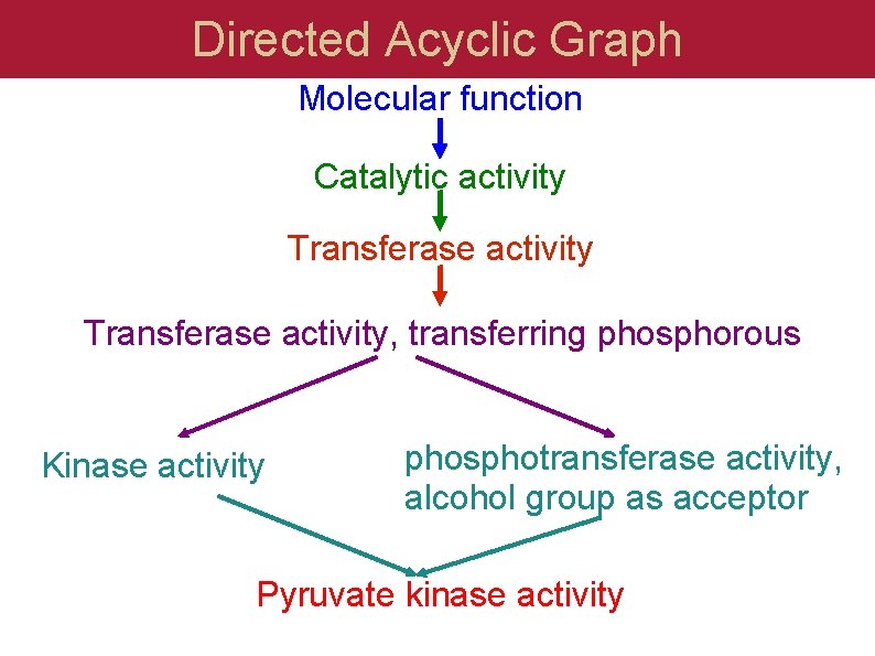 Directed Acyclic Graph Molecular function Catalytic activity Transferase activity, transferring phosphorous Kinase activity phosphotransferase
