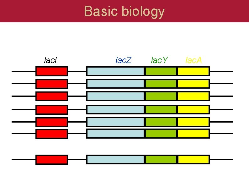 Basic biology lac. I lac. Z lac. Y lac. A 