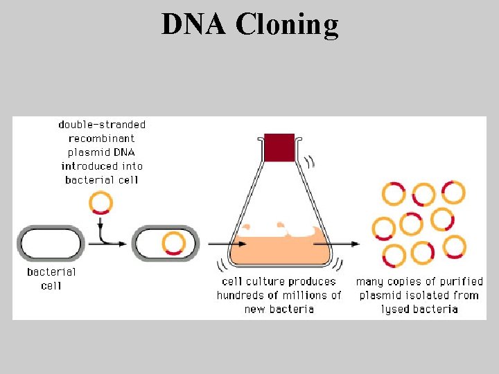 DNA Cloning 