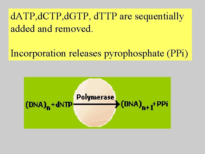 d. ATP, d. CTP, d. GTP, d. TTP are sequentially added and removed. Incorporation