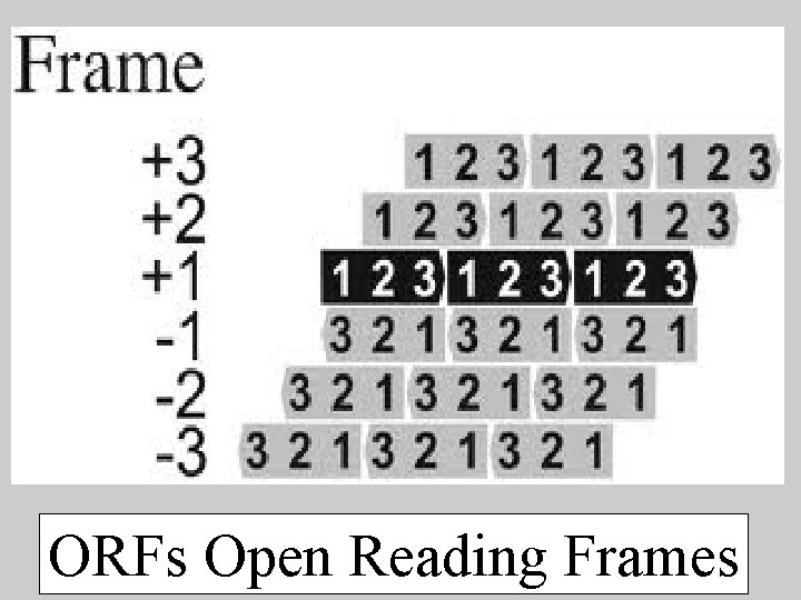 ORFs Open Reading Frames 