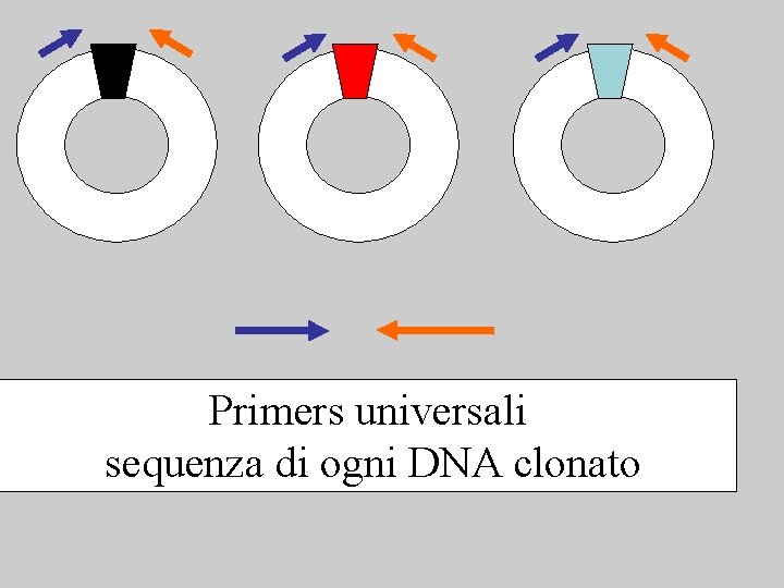 Primers universali sequenza di ogni DNA clonato 