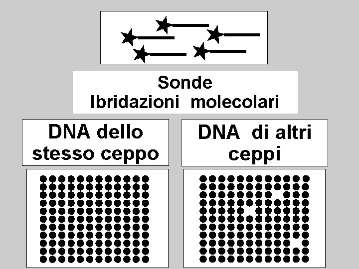 Sonde Ibridazioni molecolari DNA dello stesso ceppo DNA di altri ceppi 