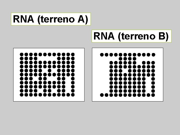 RNA (terreno A) RNA (terreno B) 