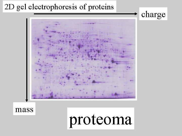 2 D gel electrophoresis of proteins mass proteoma charge 