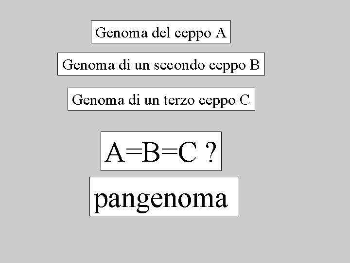 Genoma del ceppo A Genoma di un secondo ceppo B Genoma di un terzo