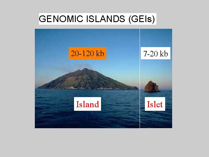 GENOMIC ISLANDS (GEIs) 20 -120 kb 7 -20 kb Island Islet 