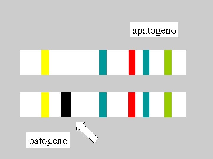 apatogeno 