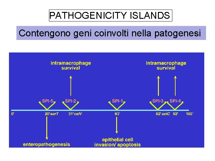 PATHOGENICITY ISLANDS Contengono geni coinvolti nella patogenesi 