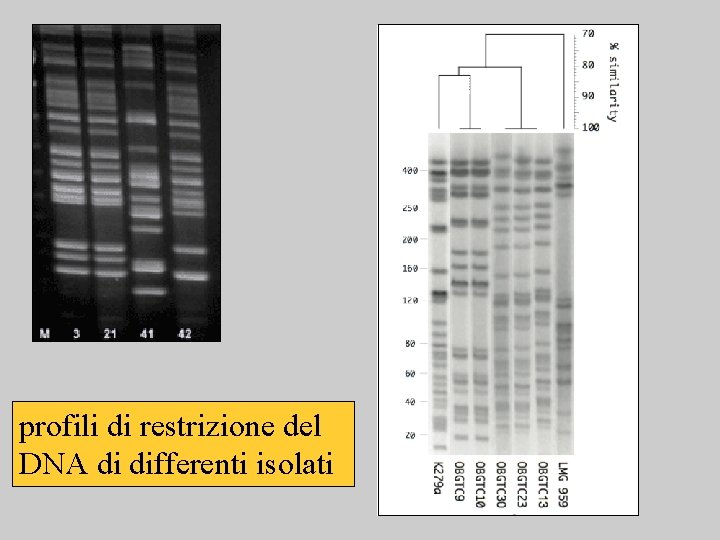 profili di restrizione del DNA di differenti isolati 