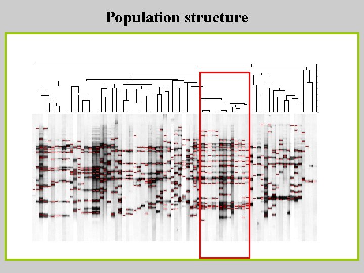Population structure 