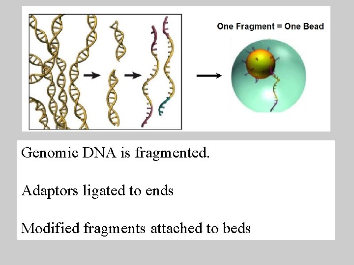 Genomic DNA is fragmented. Adaptors ligated to ends Modified fragments attached to beds 